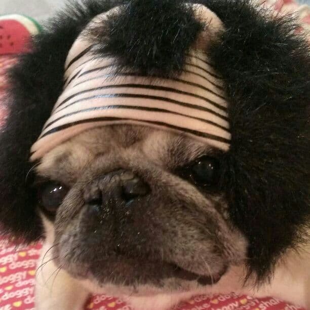 売り切れ♪犬用 かつら ハゲちゃびん サムライ パグ Pompreece