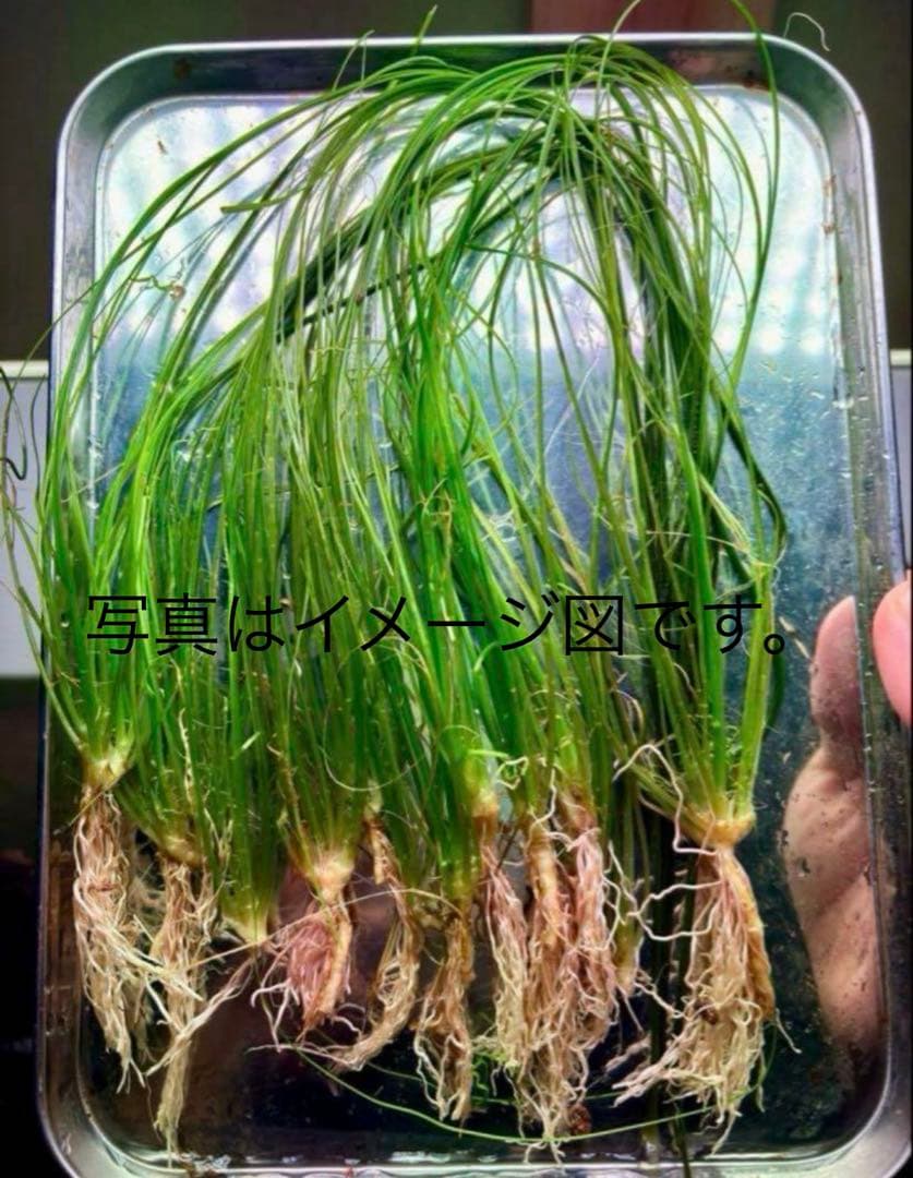 ADAソーシャルフェザーダスター50株