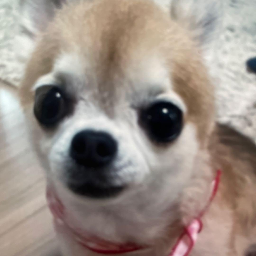 小型犬用手編み服　はなこ