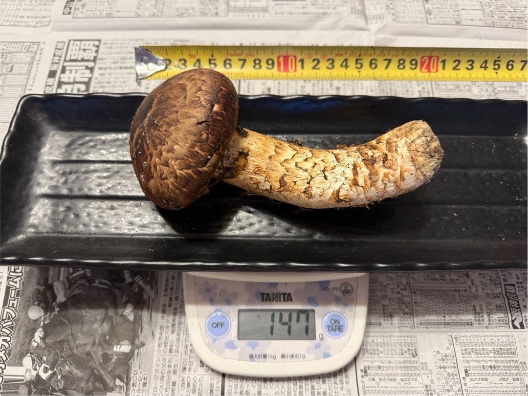 松茸　北海道　550g 訳あり　送料込　国産　②