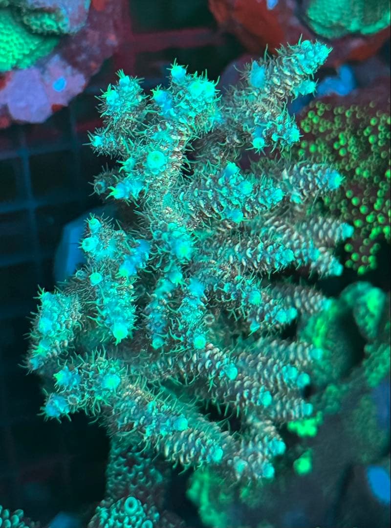 SPS 7種類 サンゴ