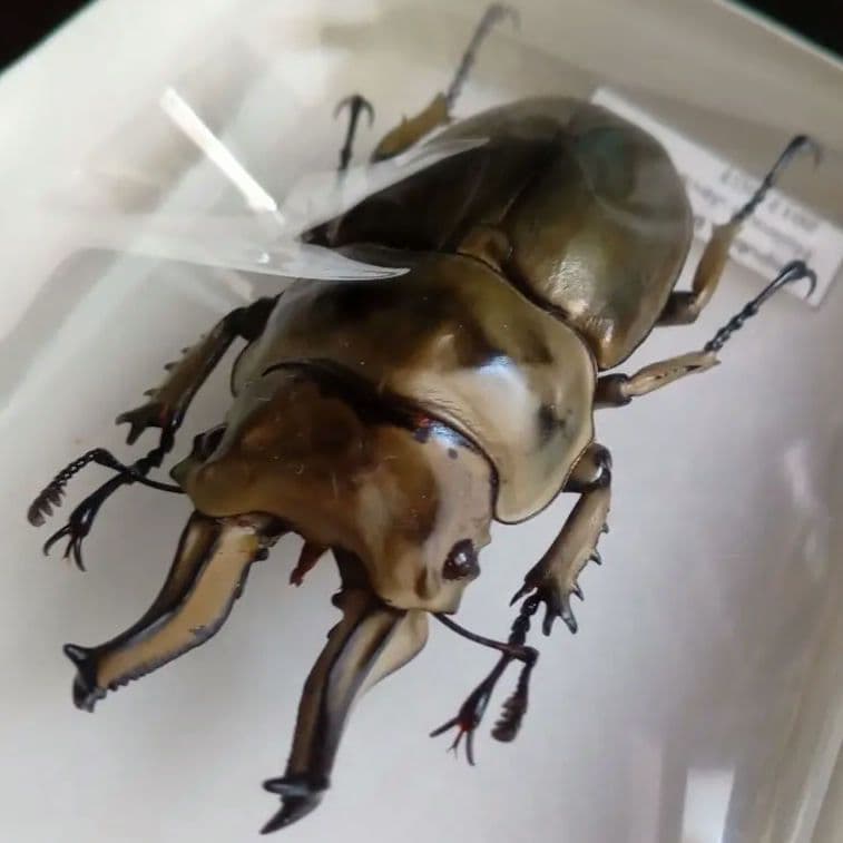 昆虫標本　ジャワオウゴンオニクワガタ 美麗標本　希少種