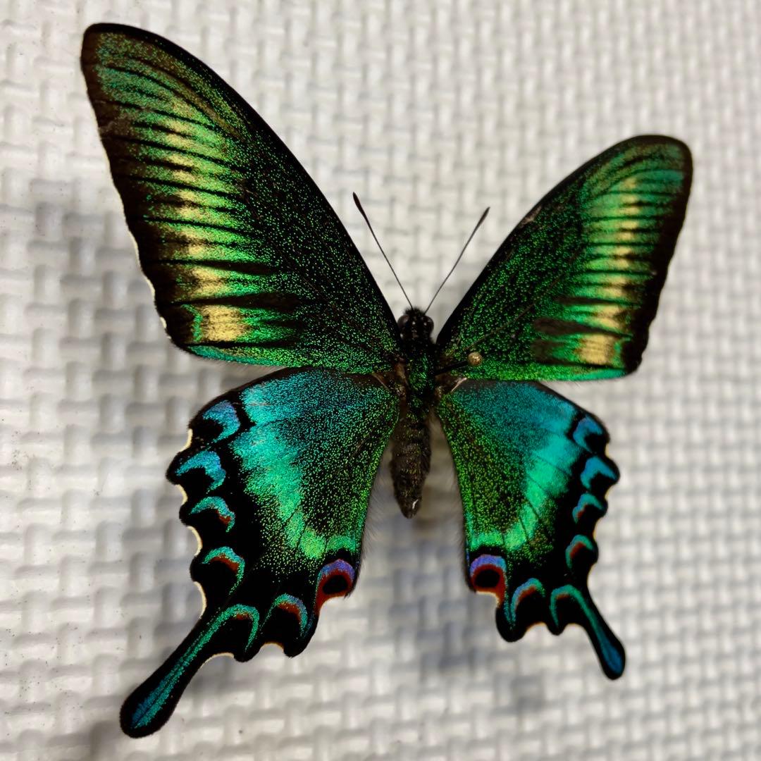 蝶標本　北海道産　極美麗ミヤマカラスアゲハ春型♂ 飼育品　完品　⭐️マイコレに‼️