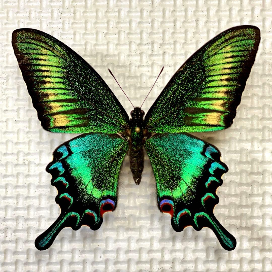 蝶標本　北海道産　極美麗ミヤマカラスアゲハ春型♂ 飼育品　完品　⭐️マイコレに‼️