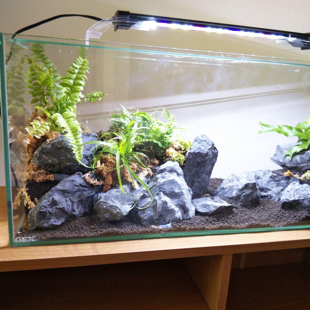 【受注生産】アクアテラリウム　イモリウム　苔　水槽　苔テラリウム