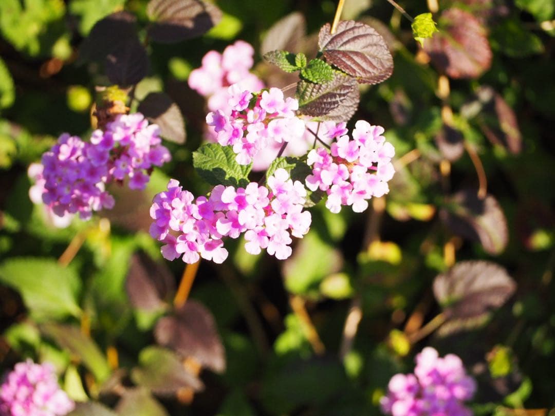 ✨美品✨OLYMPUS M.ZUIKO ED 40-150mm F4-5.6