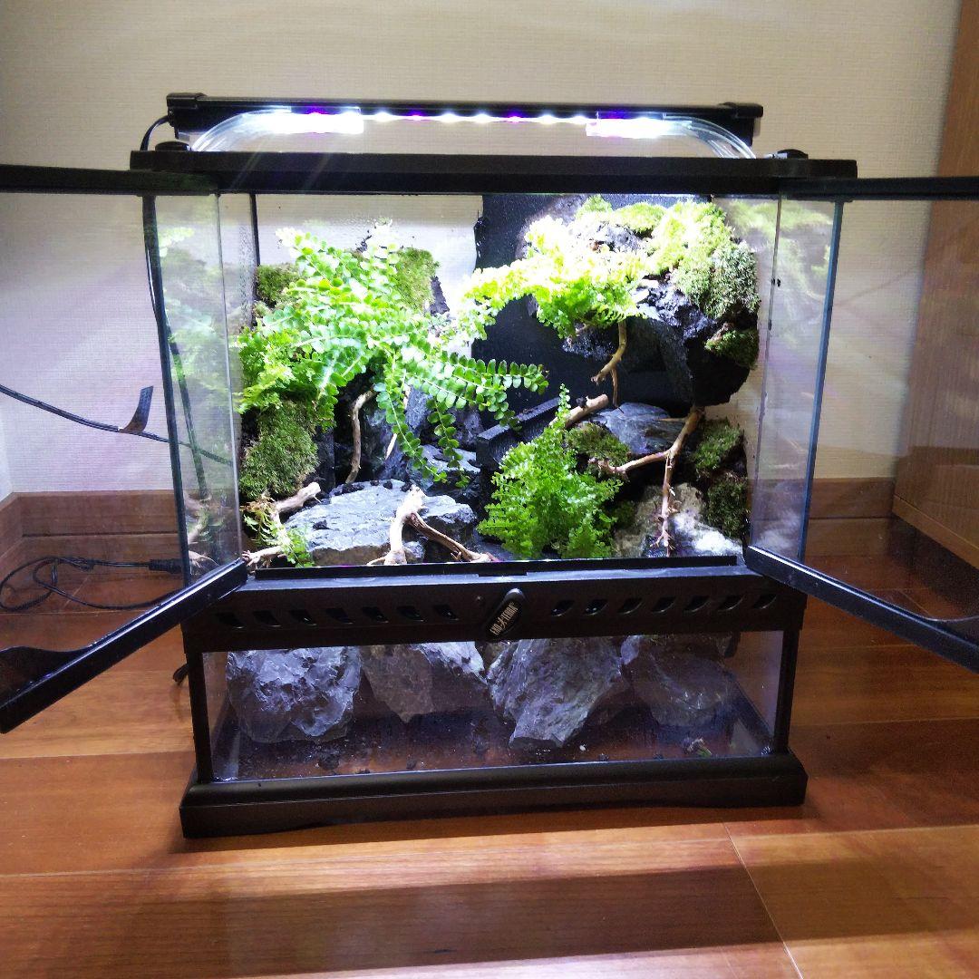 【受注生産】グラステラリウム3030　イモリウム　苔テラリウム