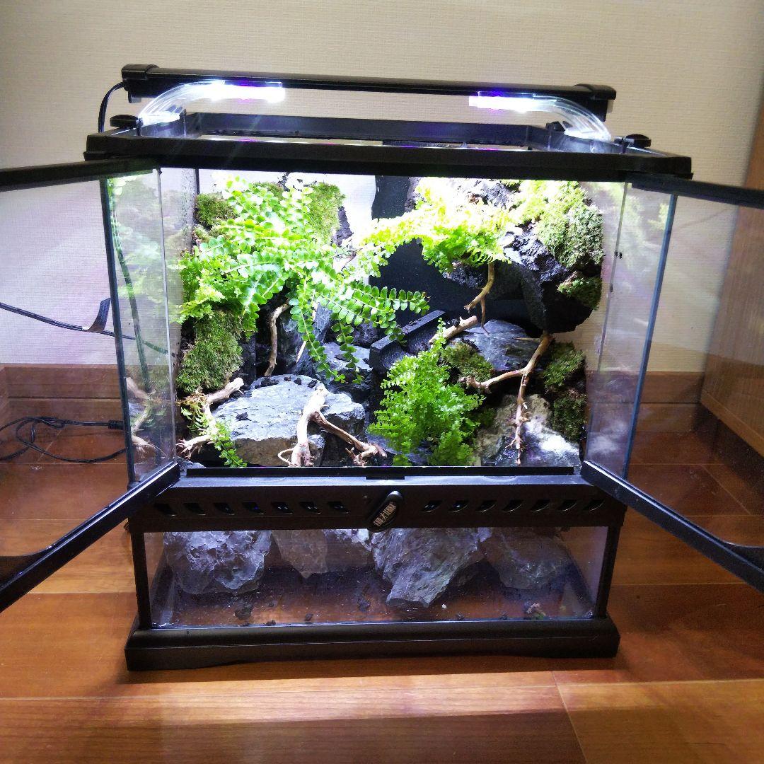 【受注生産】グラステラリウム3030　イモリウム　苔テラリウム