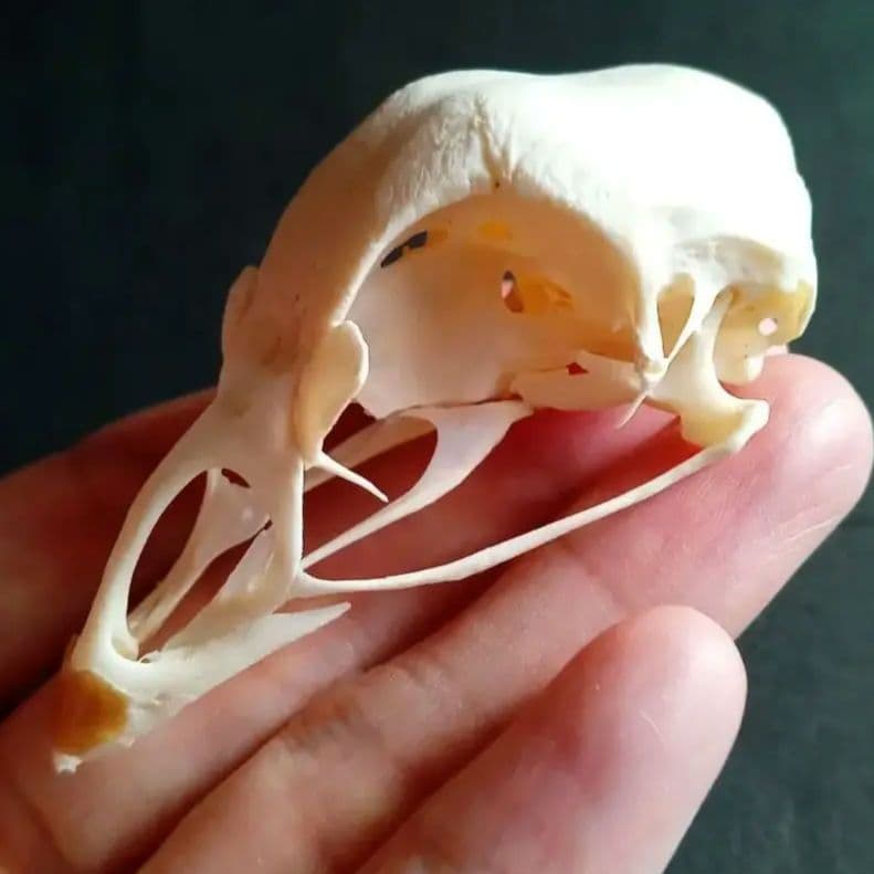 鳥類　骨格　頭骨　標本　ニワトリ　スカル　美麗