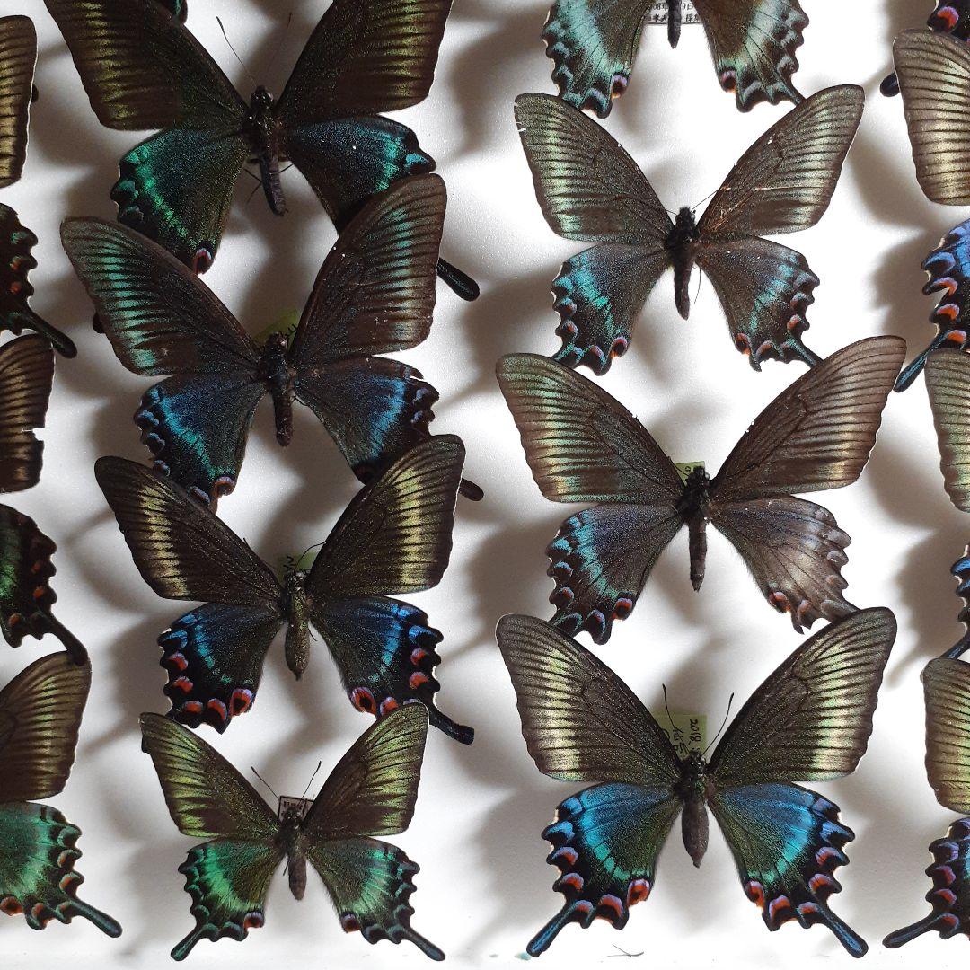 蝶標本　ミヤマカラスアゲハ(春型夏型　♂️♀53頭)大型ドイツ標本箱二箱入り