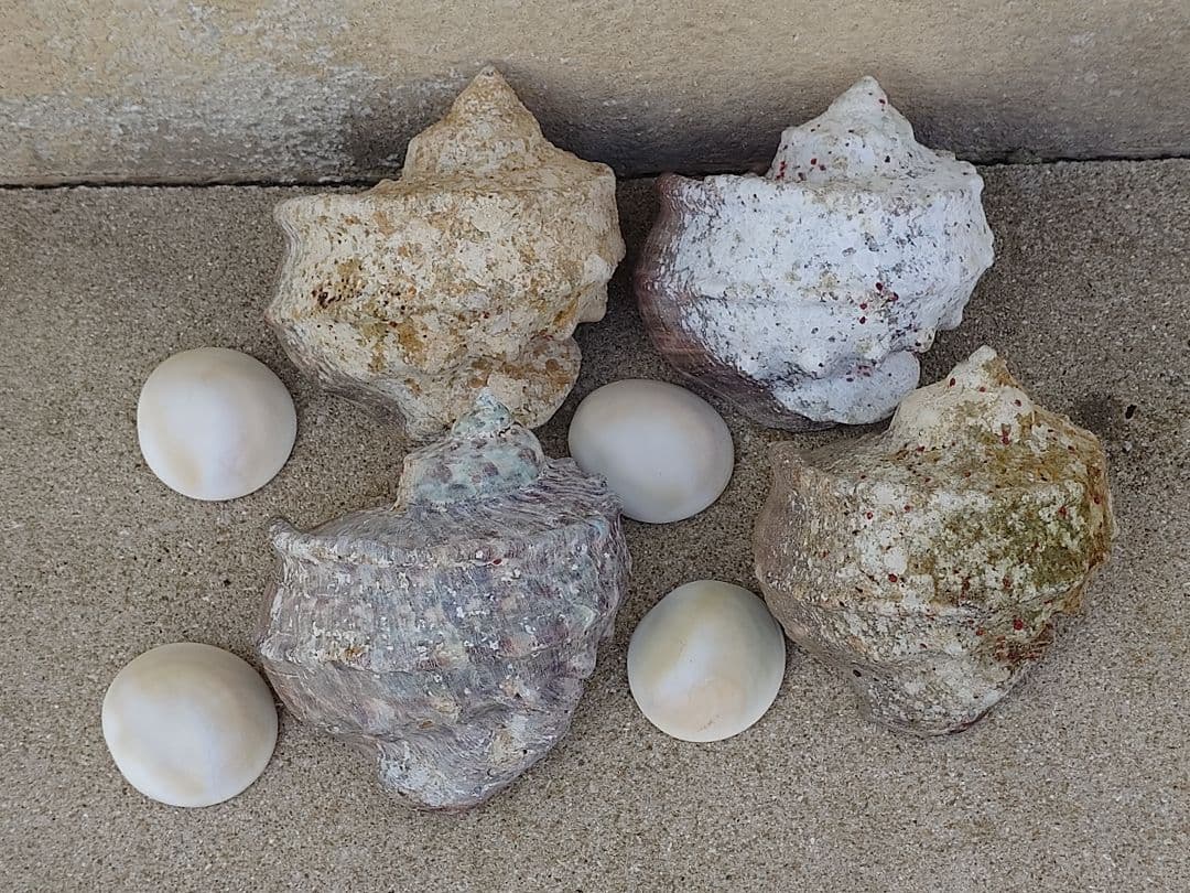 ☆貝☆貝殻☆標本☆　夜光貝×14個　+オマケ 9個