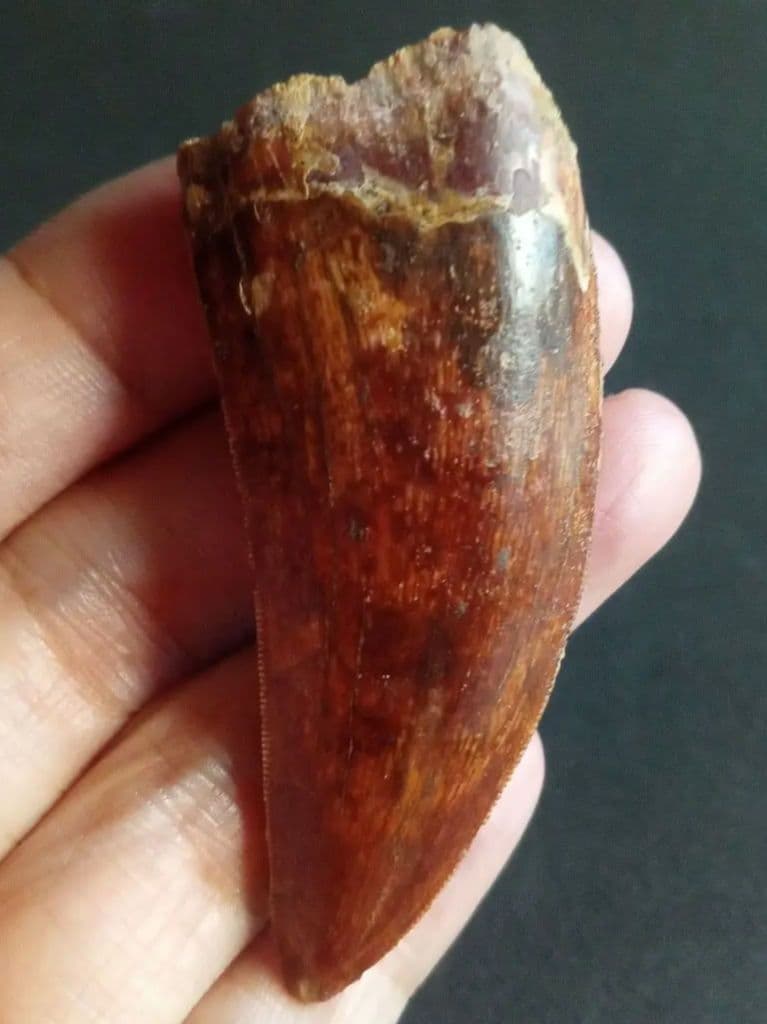 アロサウルス上科　カルカロドントサウルス　特大　歯化石　美麗標本