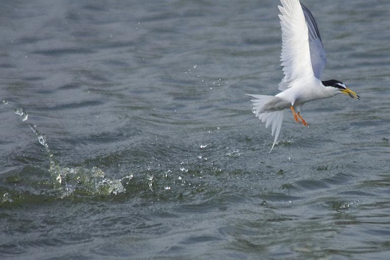 CANON FD500mm F4.5L　EFマウント変換コンバータつき