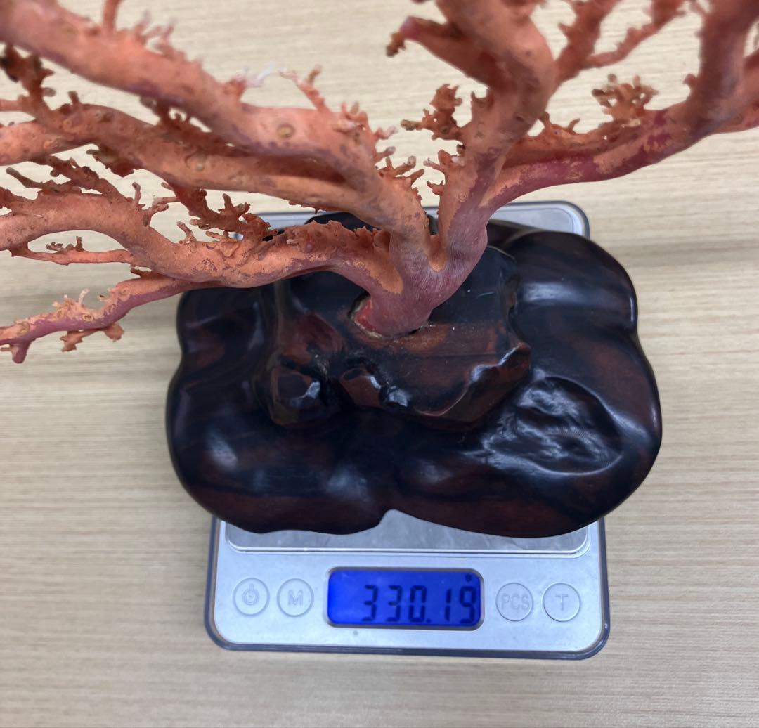 【血赤珊瑚原木】希少！＊血珊瑚＊天然 原木 サンゴ オブジェ 手渡し推奨