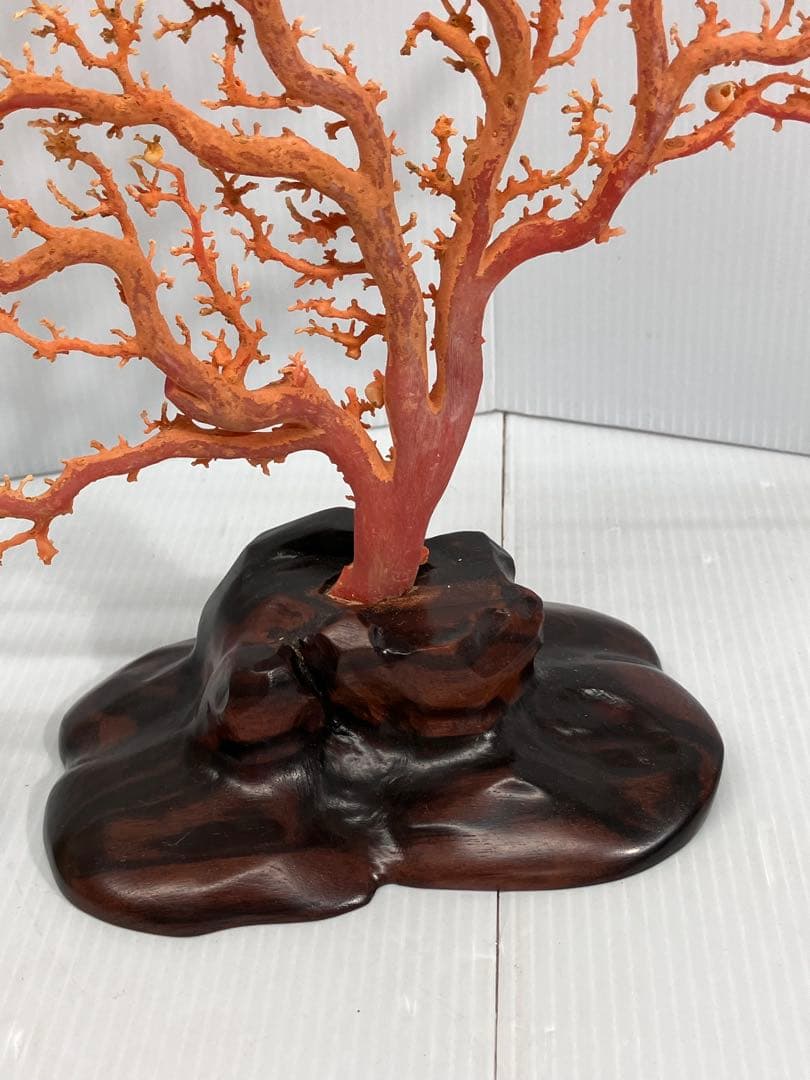 【血赤珊瑚原木】希少！＊血珊瑚＊天然 原木 サンゴ オブジェ 手渡し推奨