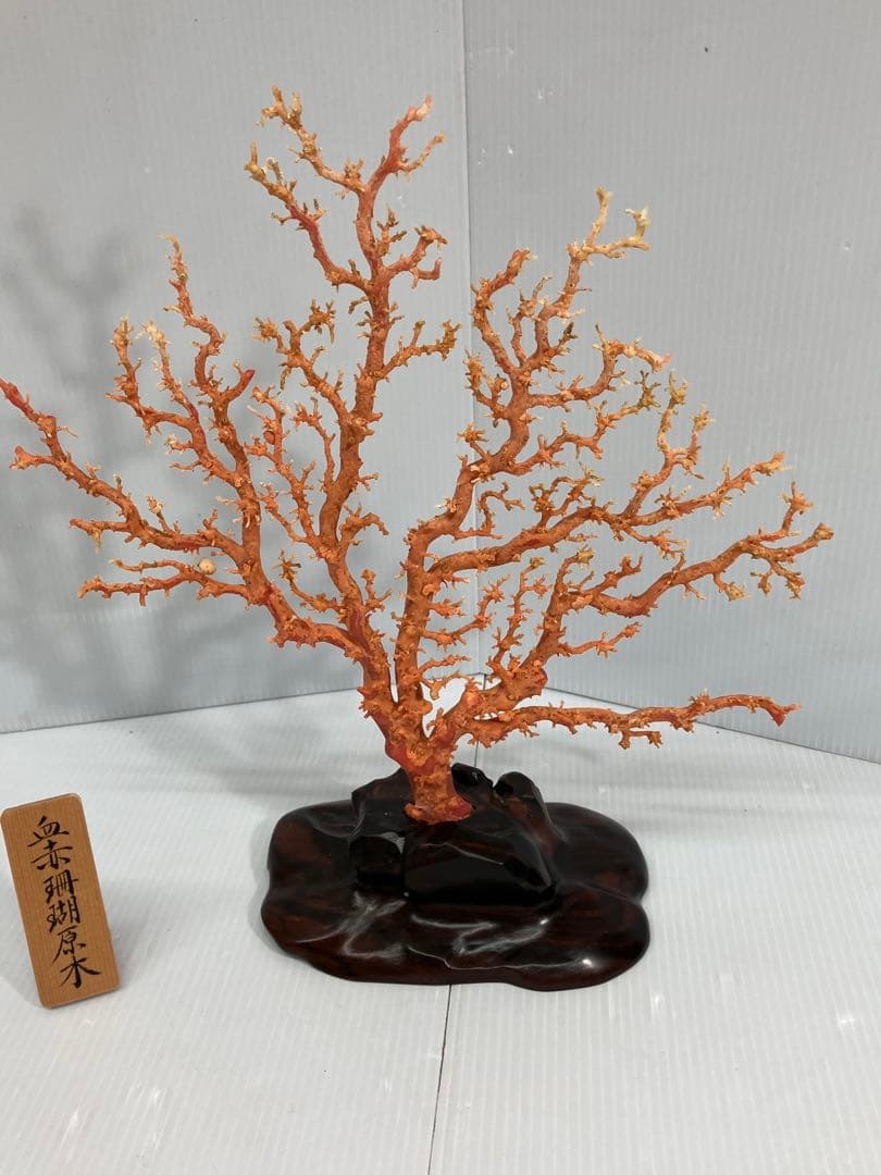 【血赤珊瑚原木】希少！＊血珊瑚＊天然 原木 サンゴ オブジェ 手渡し推奨