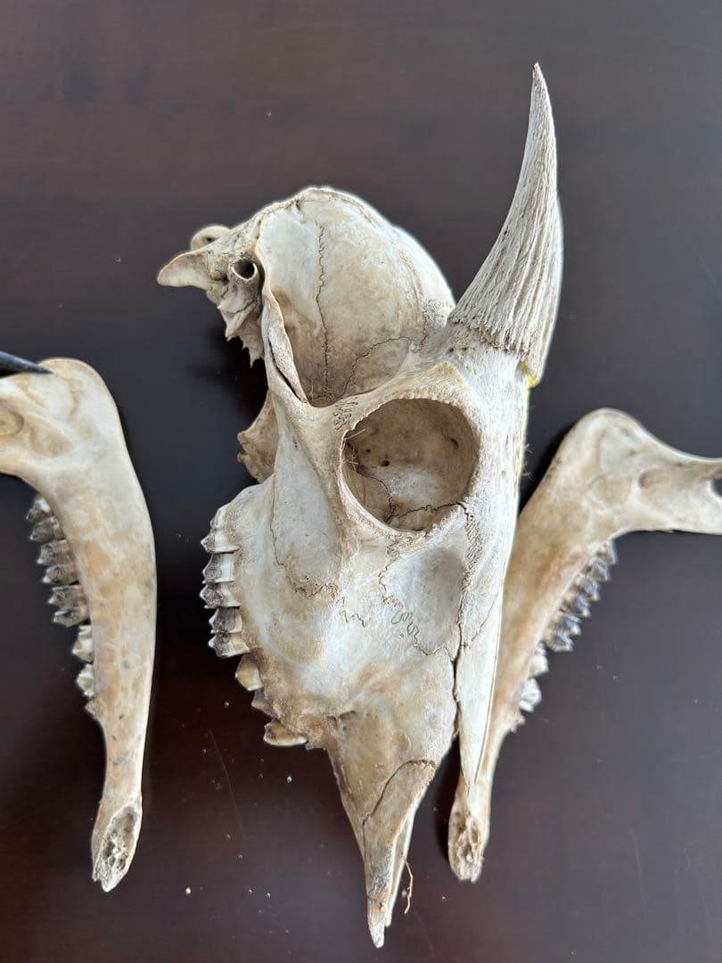 シカ　スカル　頭蓋骨　標本　カモシカ
