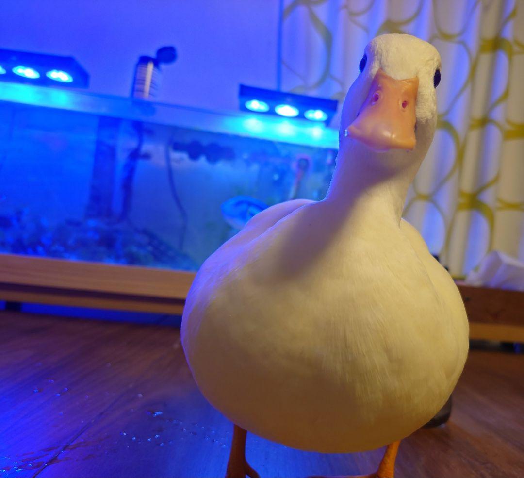 孵化器 PRO PLUS 10 転卵＆湿度自動