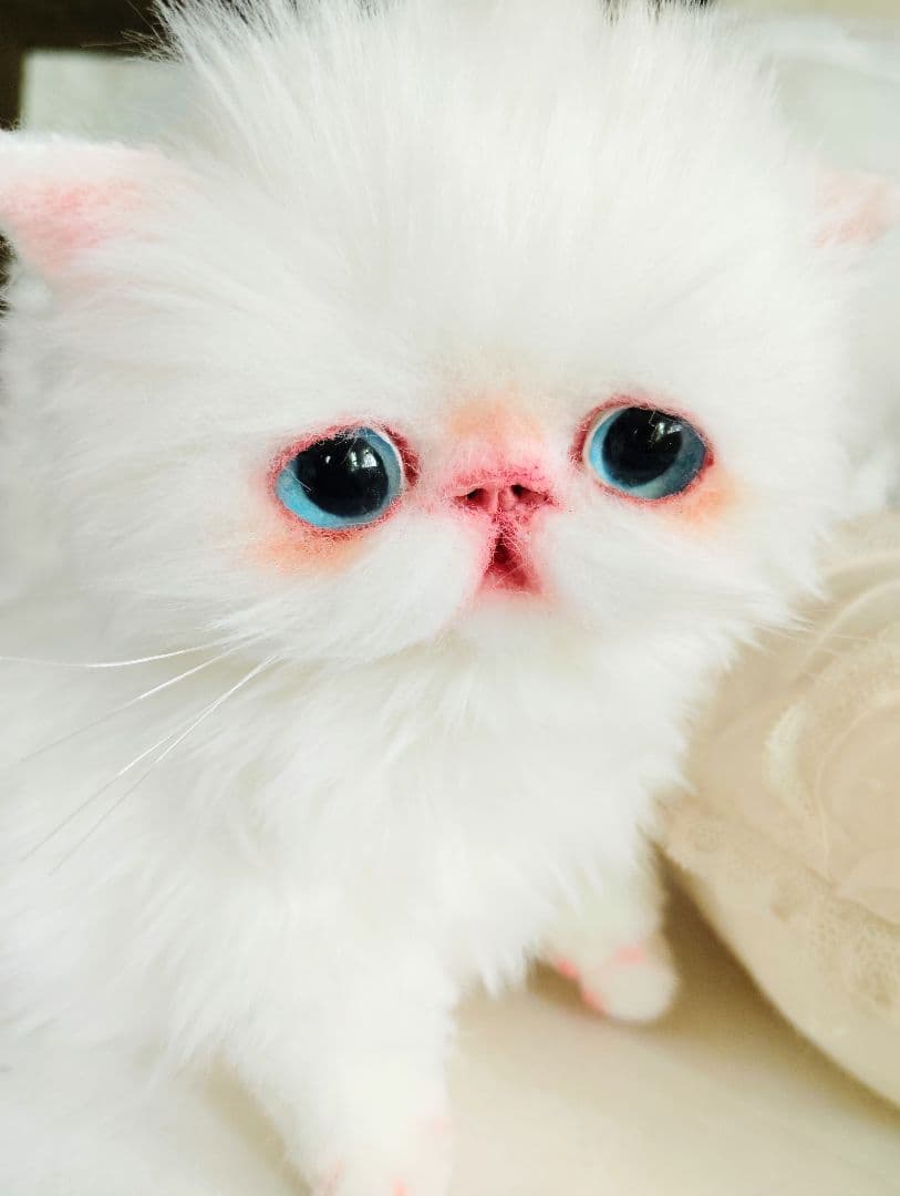 よちよち〜短足♡ころころボディ♡エキゾチック子猫ちゃん♡アートドール♡ぬいぐるみ