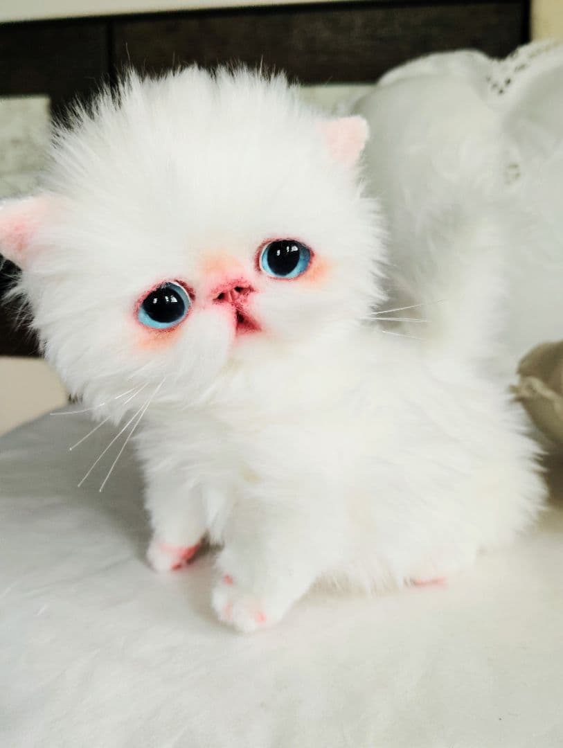 よちよち〜短足♡ころころボディ♡エキゾチック子猫ちゃん♡アートドール♡ぬいぐるみ