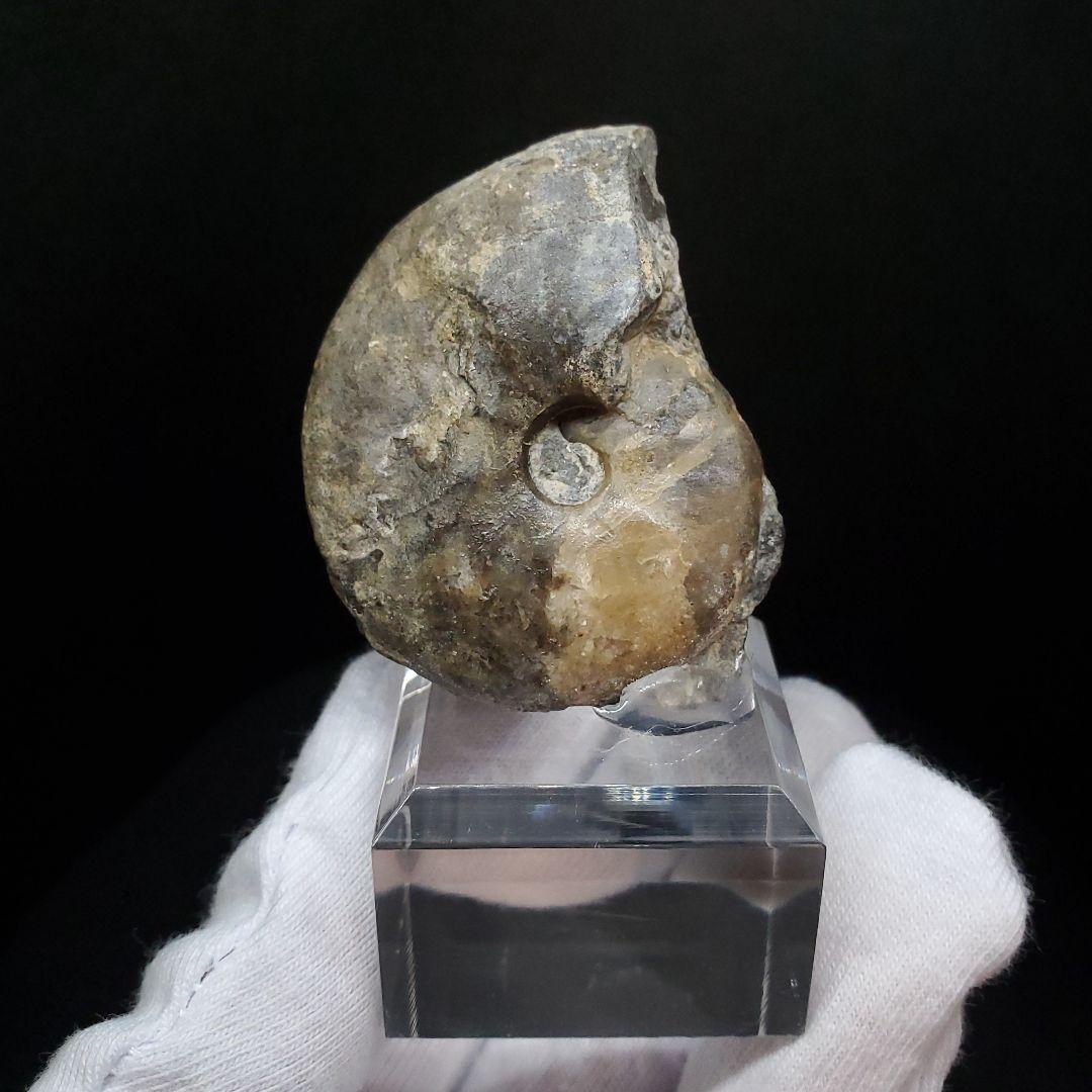 アンモナイト 三畳紀  本物 ノルウェー産 41.52mm 土台付き fan7