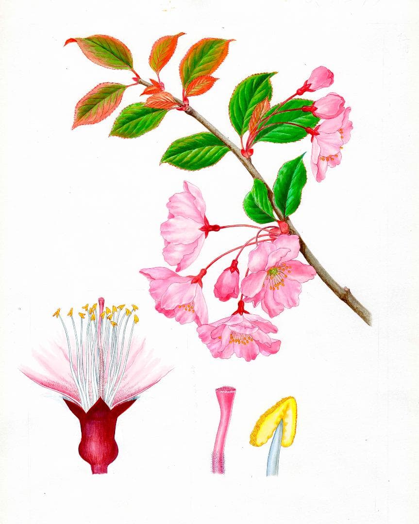 【絵画】ボタニカルアート「カイドウ」　原画