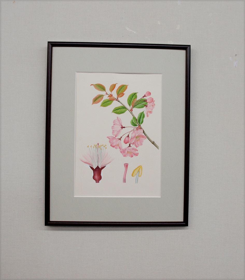 【絵画】ボタニカルアート「カイドウ」　原画