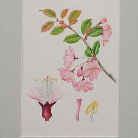 【絵画】ボタニカルアート「カイドウ」　原画