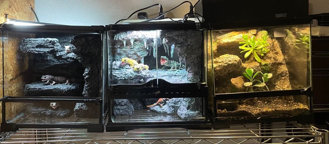 グラステラリウム　爬虫類レイアウト用品　爬虫類ケージ　爬虫類フルレイアウトケージ