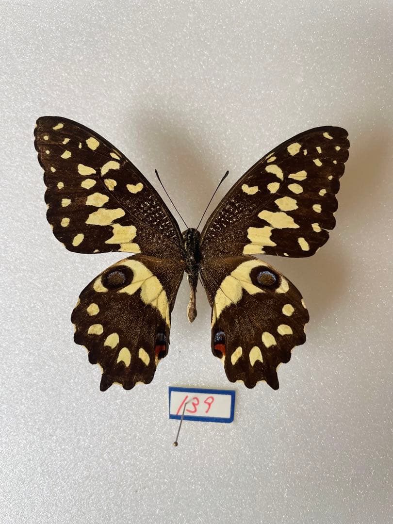 マダガスカルオナシアゲハ（1オス、マダガスカル産）