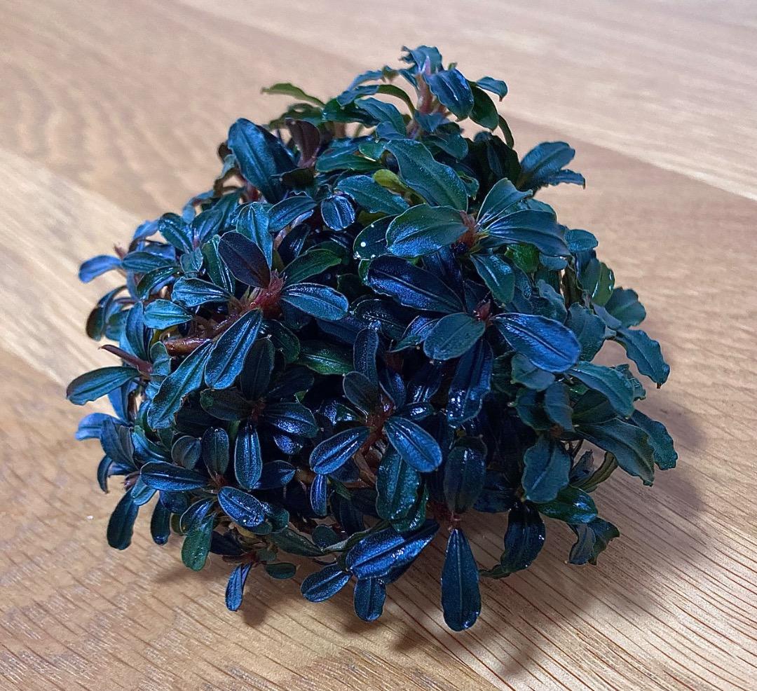 水草 Bucephalandra sp. Mini Phantom ADA Dooa