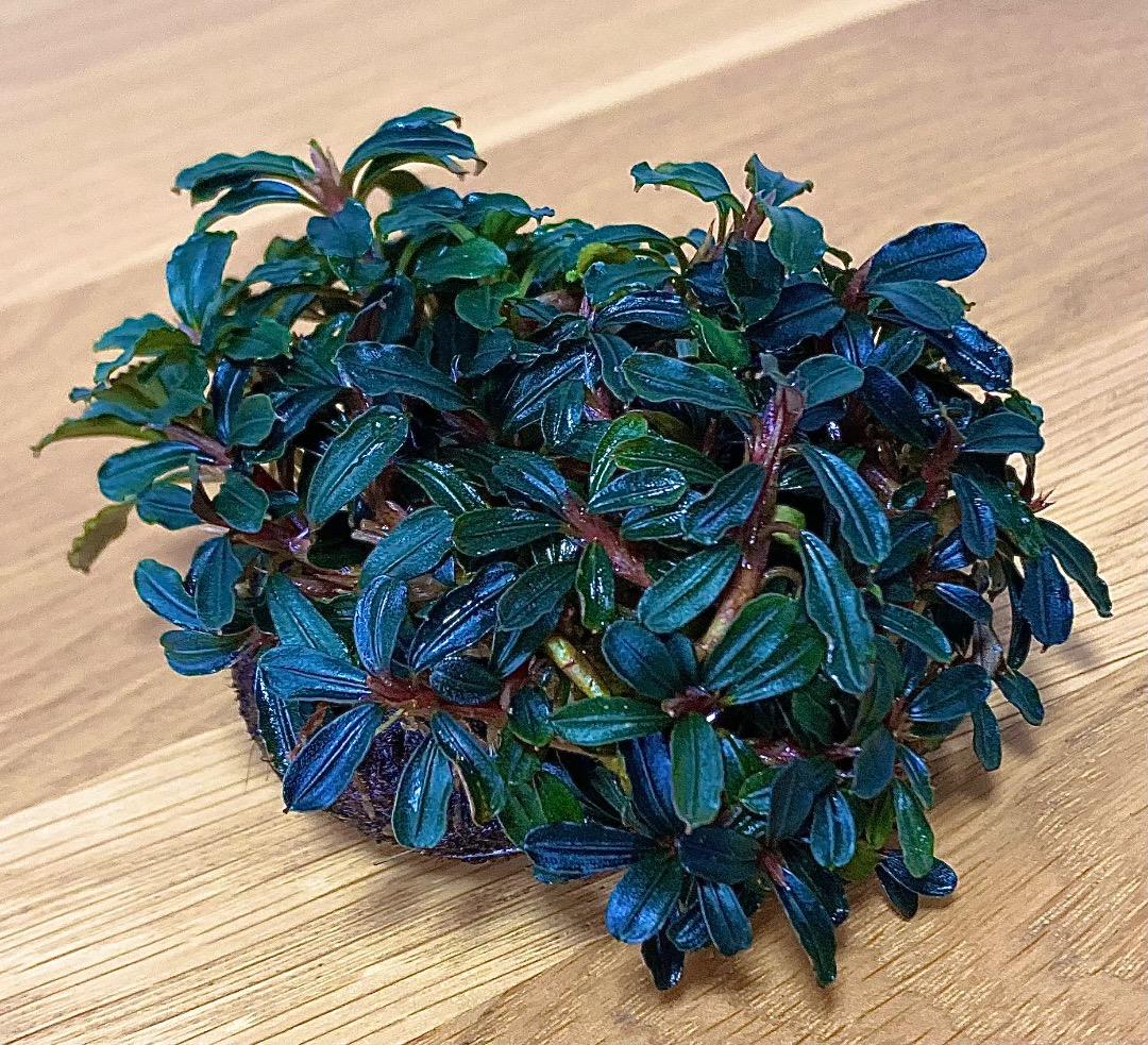 水草 Bucephalandra sp. Mini Phantom ADA Dooa