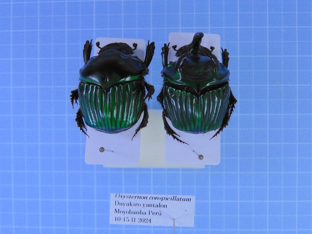 超特大　ミドリニジダイコクコガネ　27mm 25mm