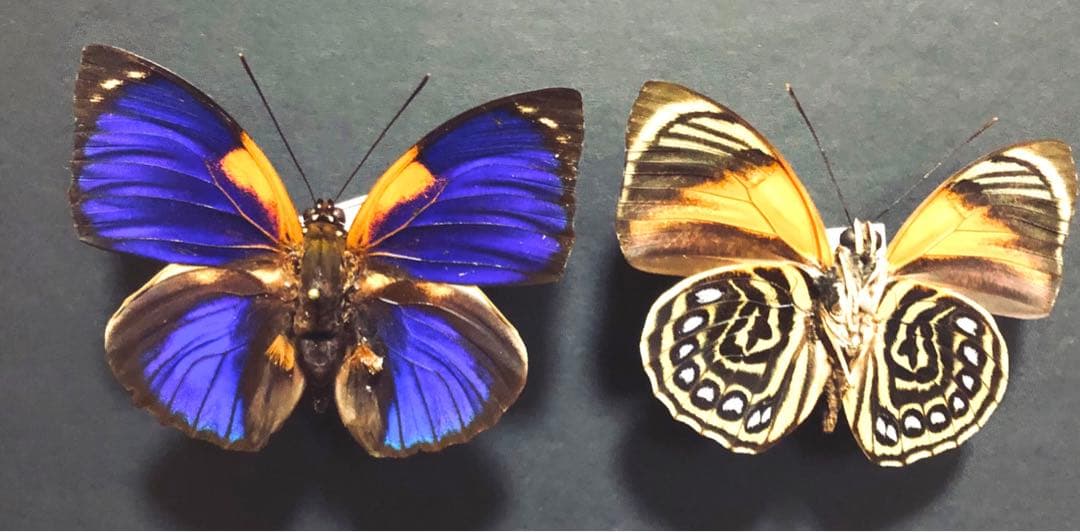 蝶標本　フルニェルミイロタテハ　2♂