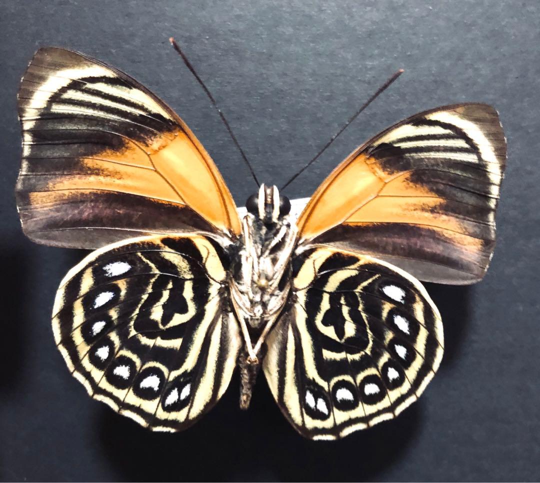 蝶標本　フルニェルミイロタテハ　2♂
