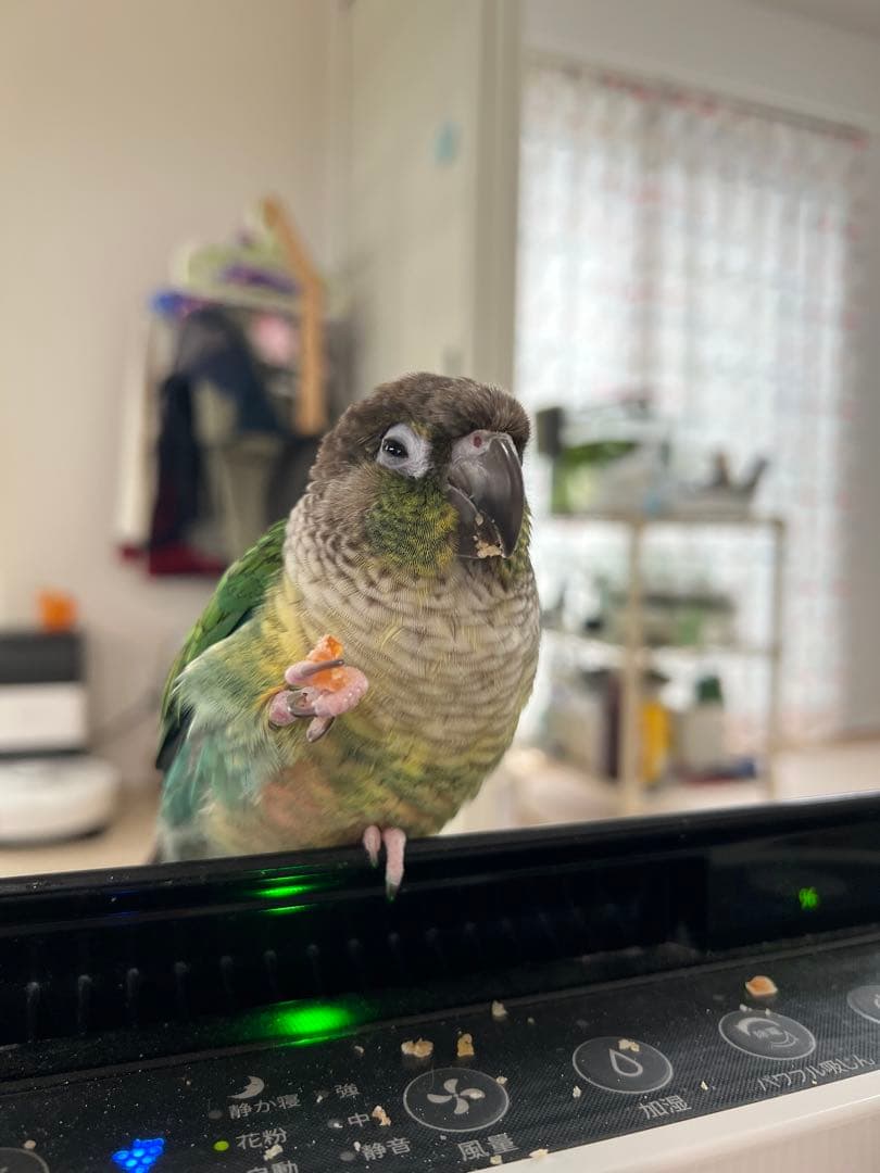 みつ豆さまご確認ページ