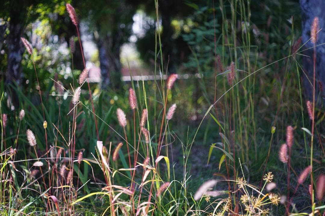 綺麗 光学良し LEICA IIIg / Elmar 50mm F3.5