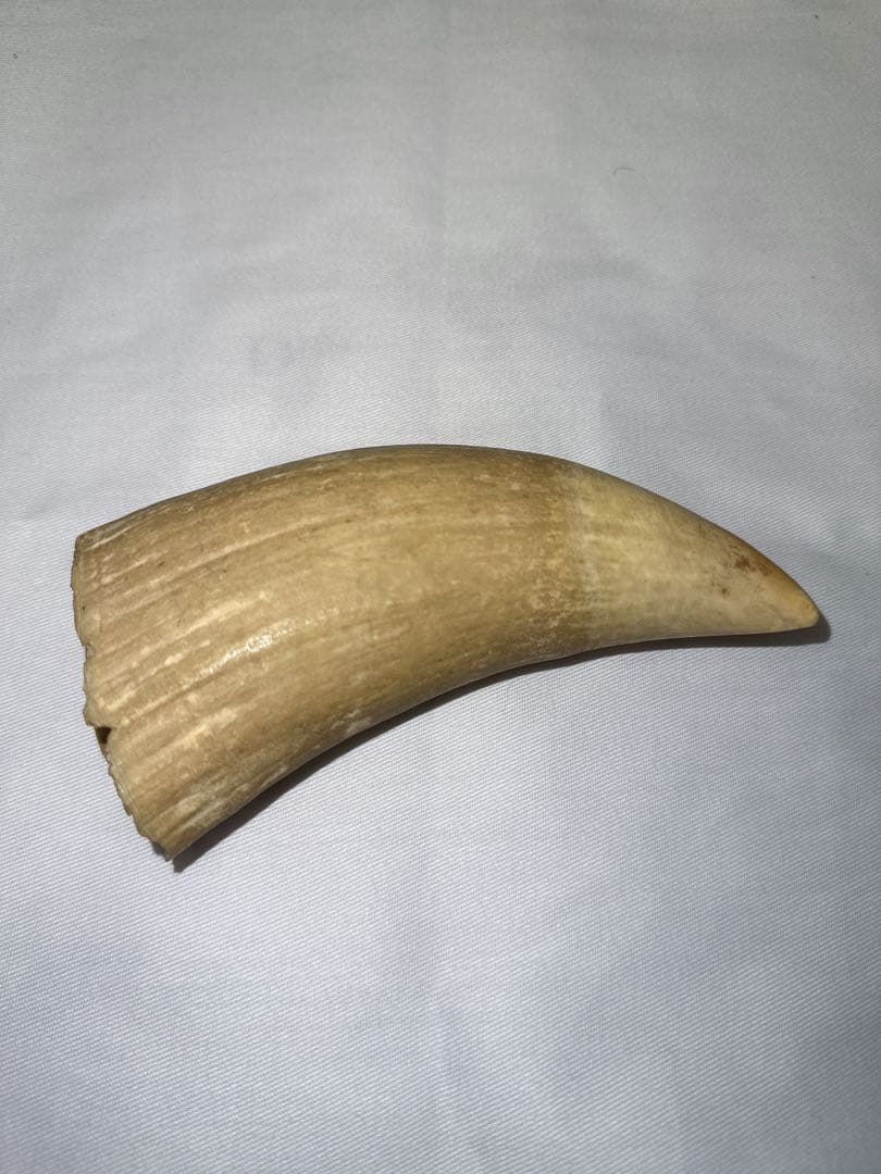 マッコウクジラ　牙　鯨の牙