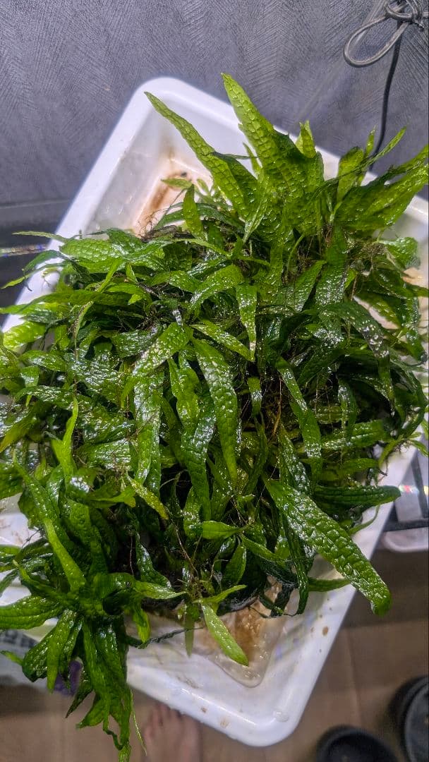 超特大！ LA便 ミクロソリウム ミンダナオ