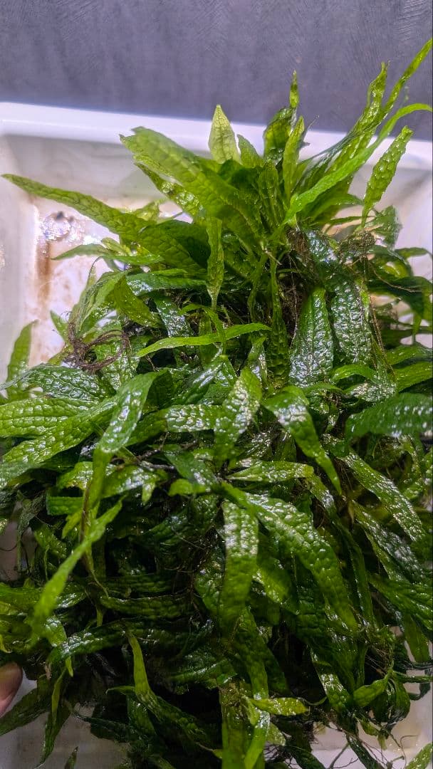 超特大！ LA便 ミクロソリウム ミンダナオ