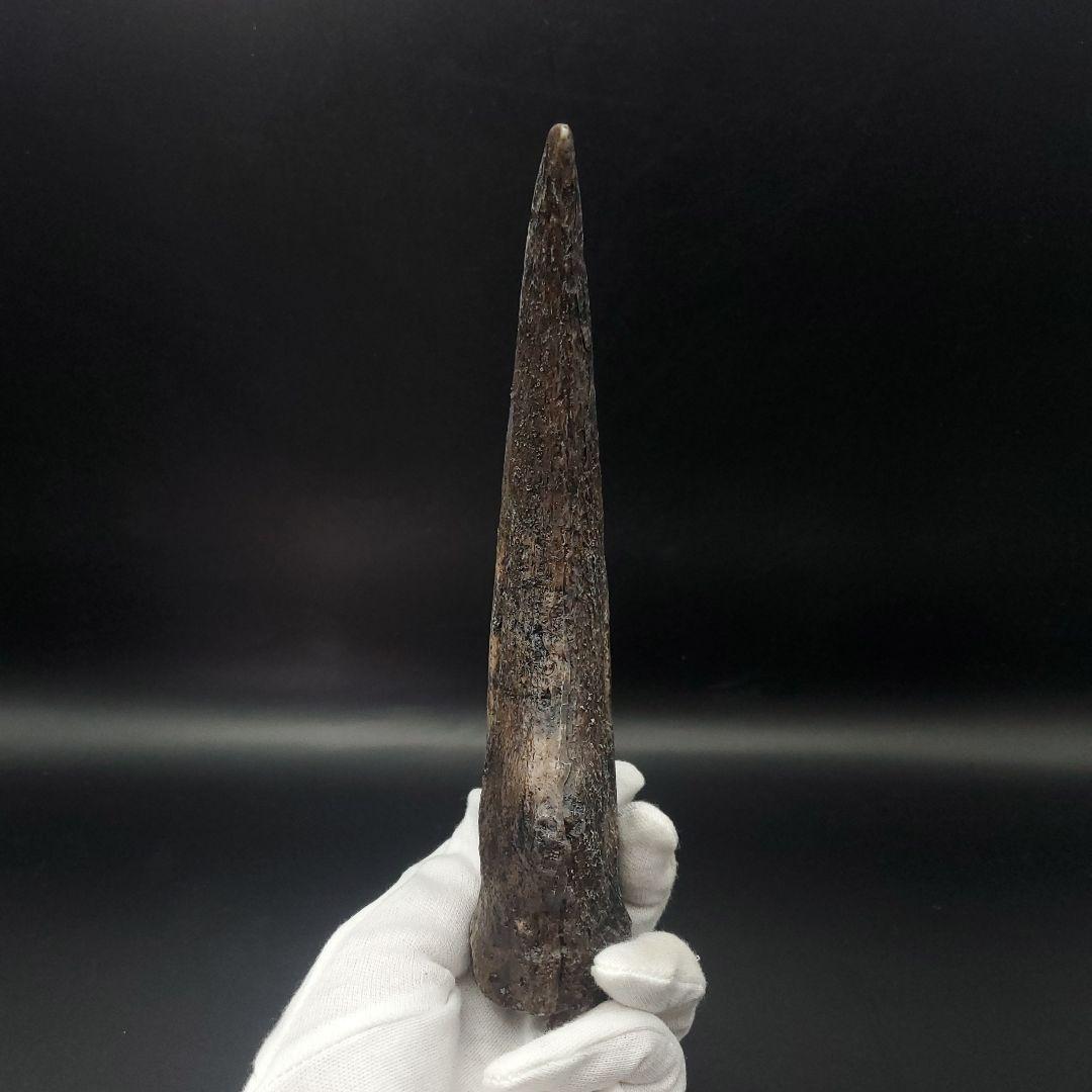 スピノサウルス 爪 レプリカ 178.54mm spr1