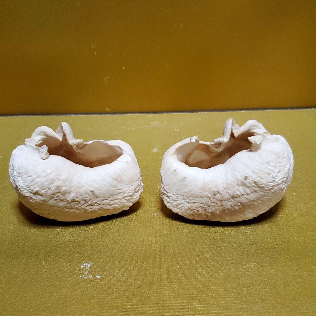 鯨耳　ミンククジラ　耳　一対