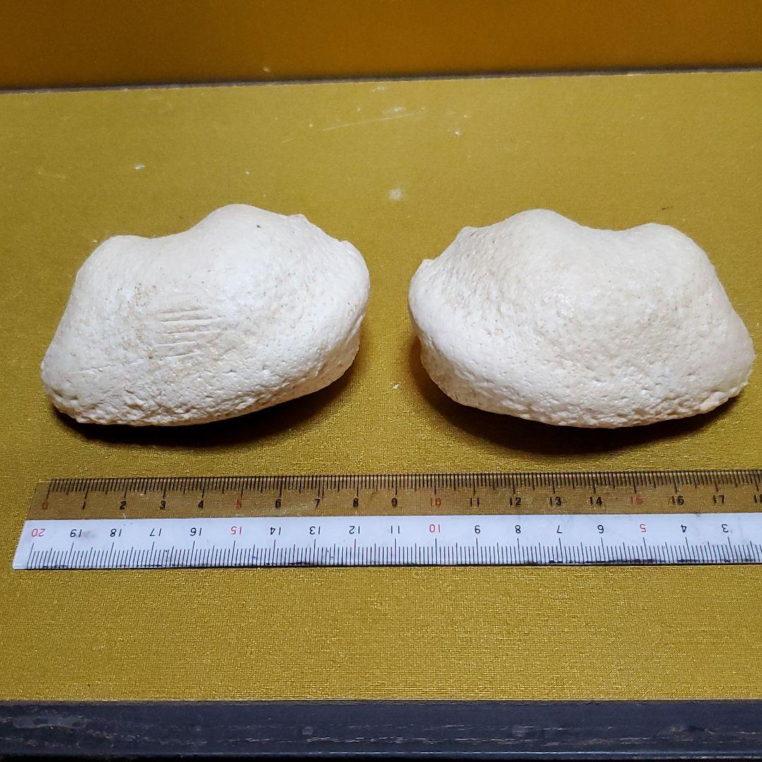 鯨耳　ミンククジラ　耳　一対