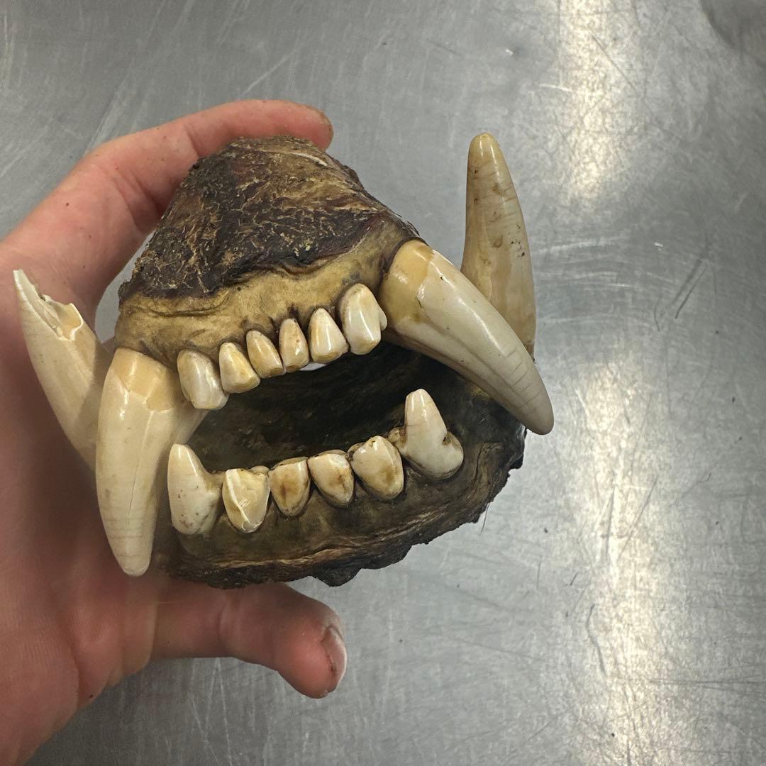 北海道産　熊　乾燥ヒグマの牙