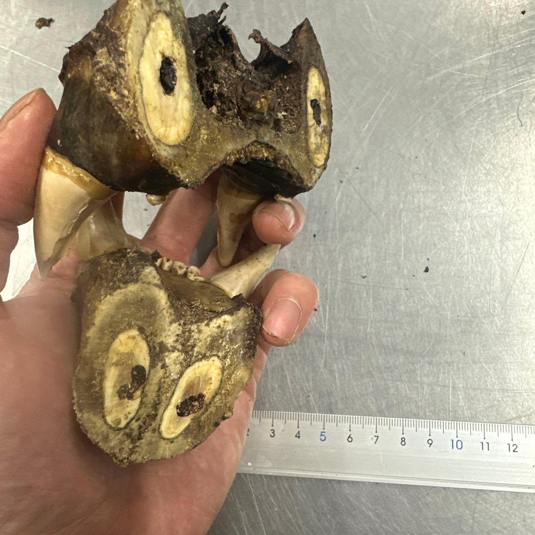 北海道産　熊　乾燥ヒグマの牙