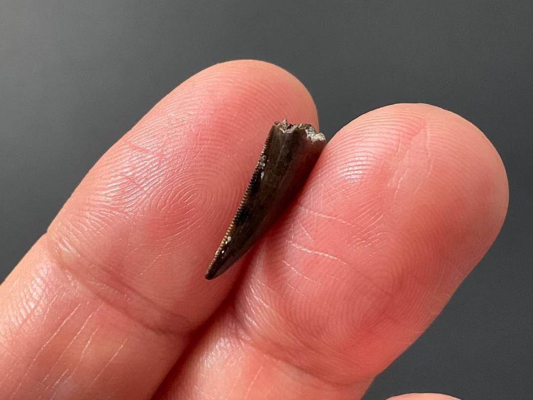 恐竜の歯 ティラノサウルス [DS411] 化石 希少 レア