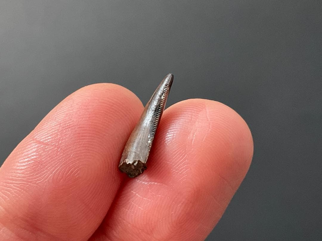 恐竜の歯 ティラノサウルス [DS411] 化石 希少 レア