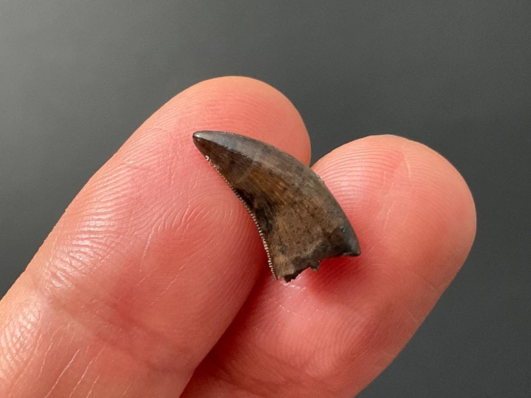 恐竜の歯 ティラノサウルス [DS411] 化石 希少 レア