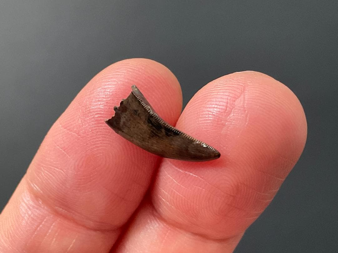 恐竜の歯 ティラノサウルス [DS411] 化石 希少 レア