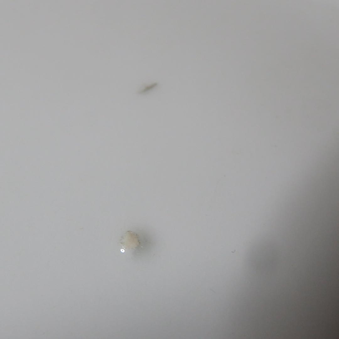 今右衛門 飾り皿 額皿 花文 大皿 染錦 色絵 共箱 蓋割れ